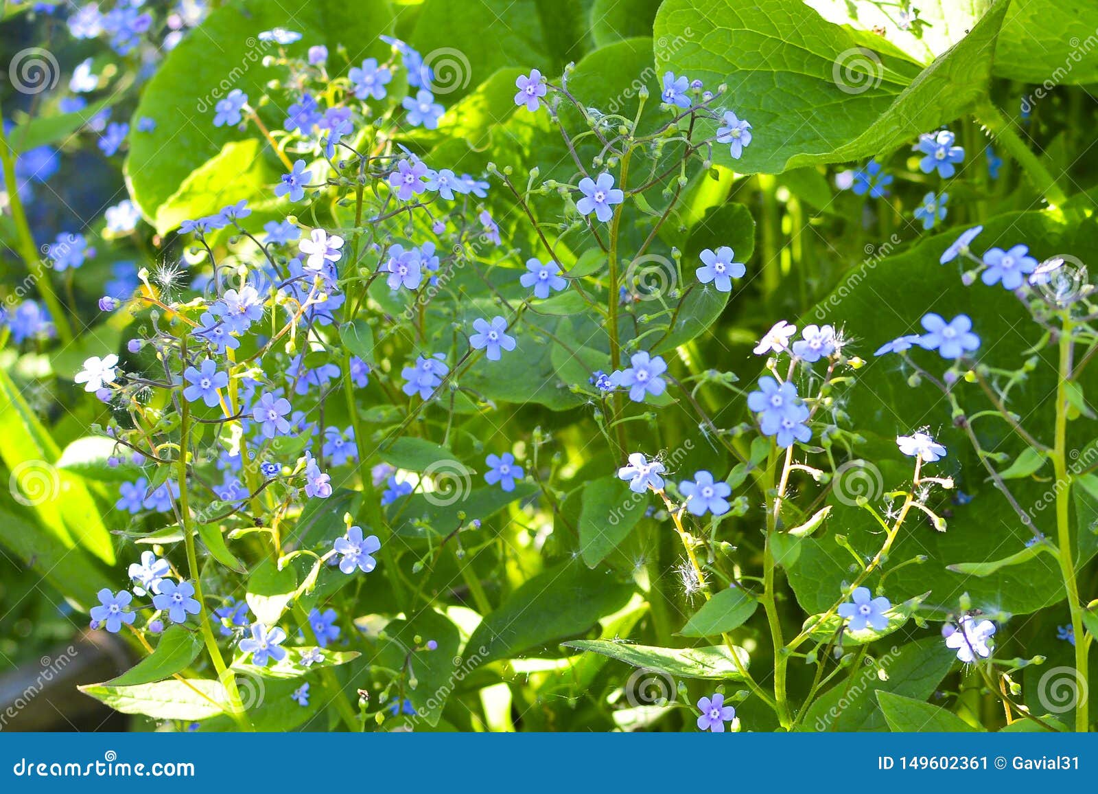 Kleine Blaue Blumen Im Gras Im Garten Stockbild Bild von pflanzen