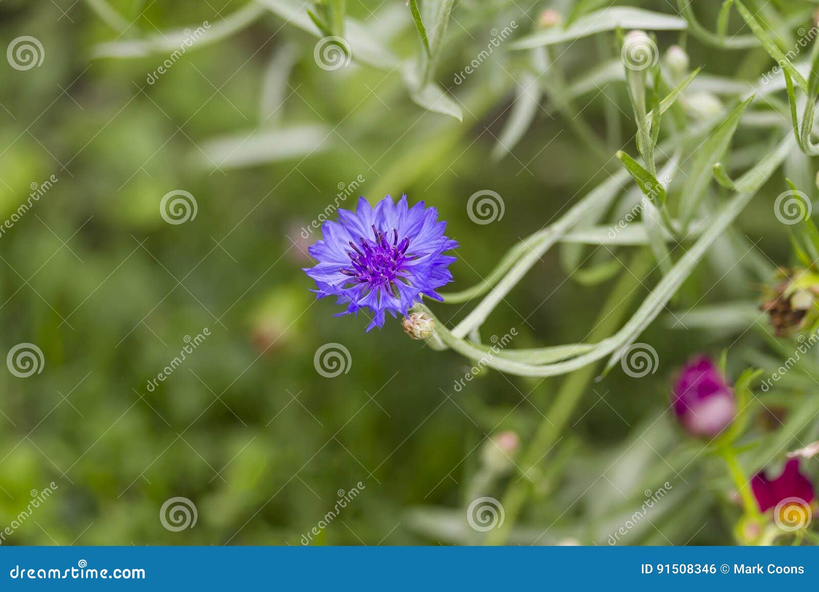 Kleine Blaue Wilde Blume Im Garten Stockfoto Bild von bunt
