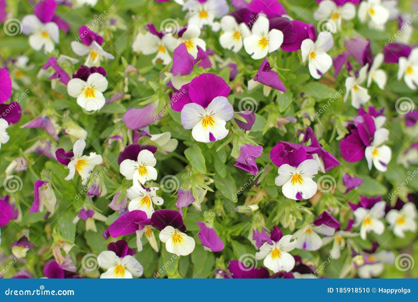 Voorzichtig zadel Geduld Kleine bloemen bos viola stock foto. Image of bloemen - 185918510