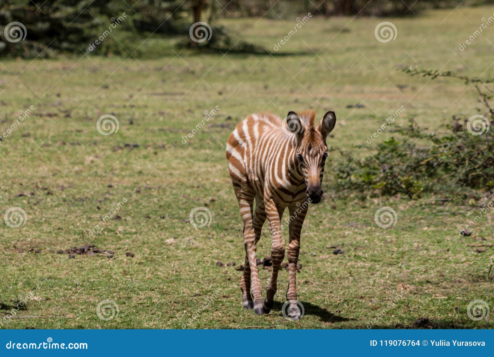 Pijler Steken Memo Kleine Bruine Zebra in Afrikaanse Savanne Stock Foto - Image of velen,  afrika: 119076764