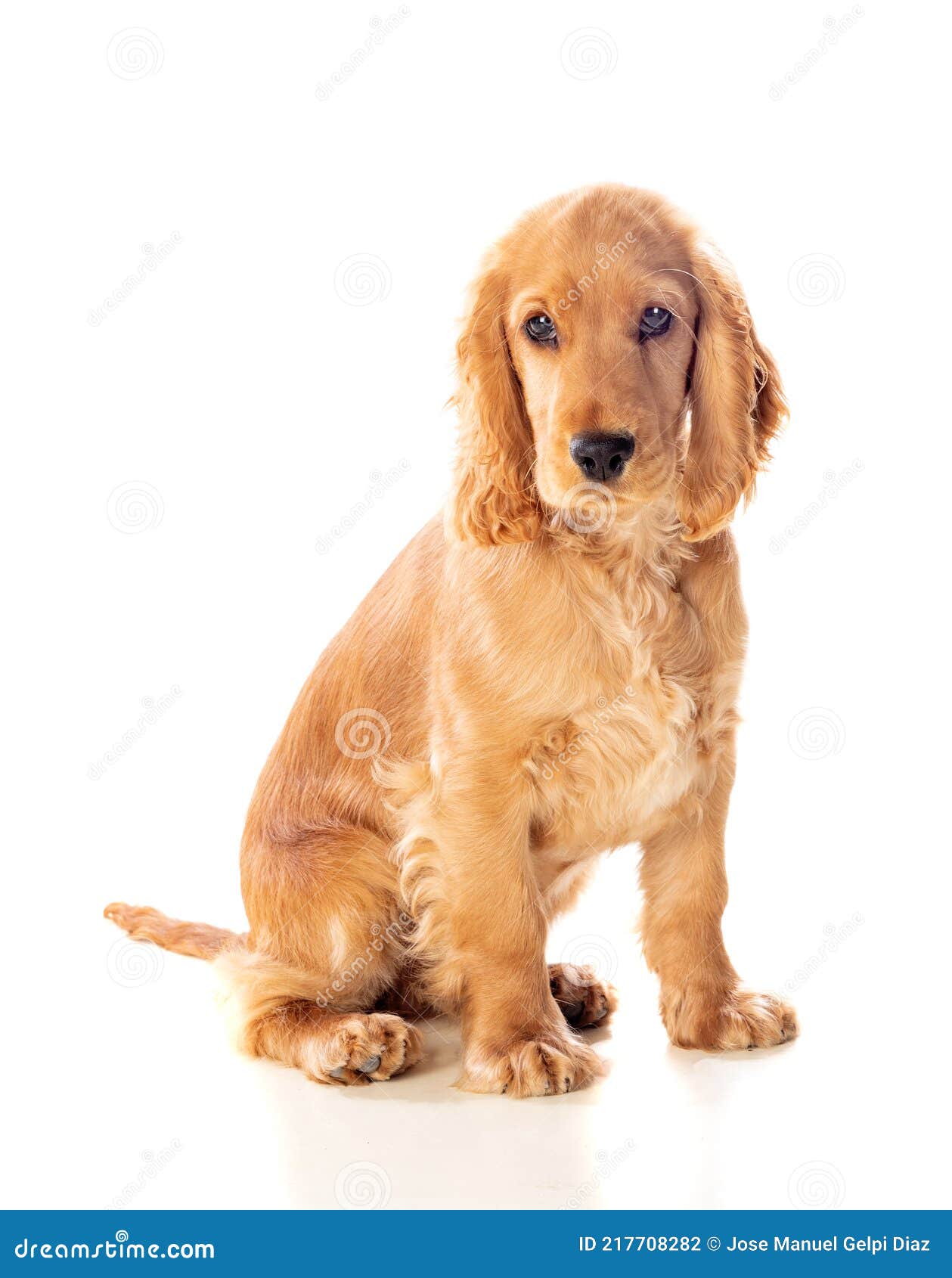 ritme strand oortelefoon Kleine Cocker Spaniel Hond Met Een Mooi Blond Haar Stock Foto - Image of  huisdier, binnenlands: 217708282