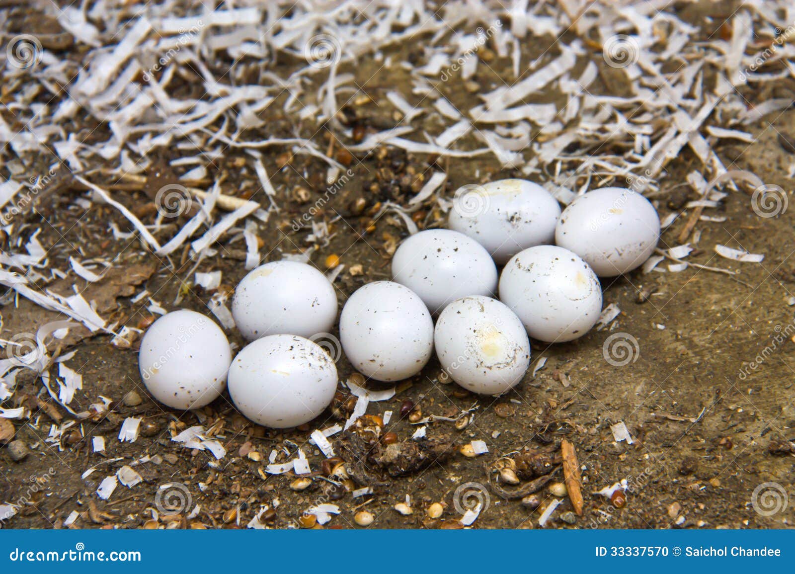Levering Als reactie op de fysiek Kleine eieren stock foto. Image of reptiel, eierschaal - 33337570