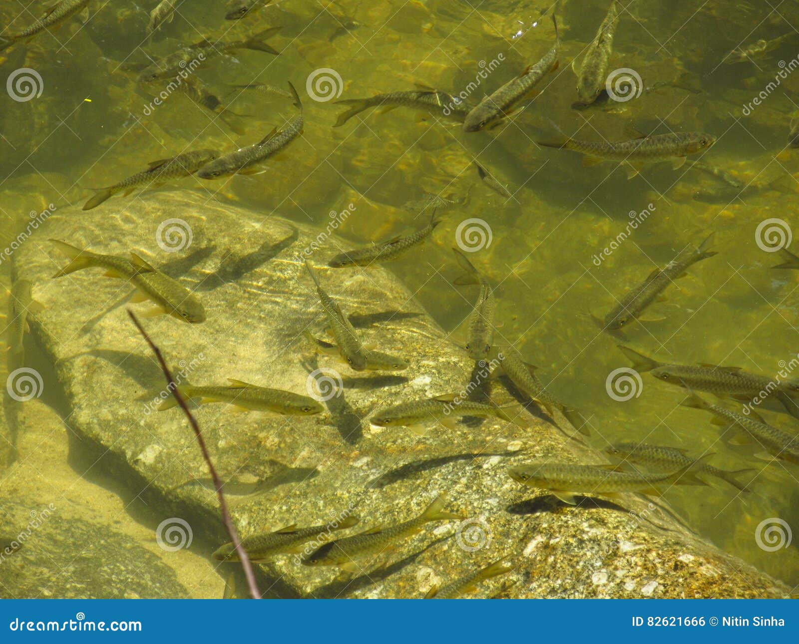 Kleine Fische im Teich stockfoto. Bild von farbe, nahaufnahme 82621666