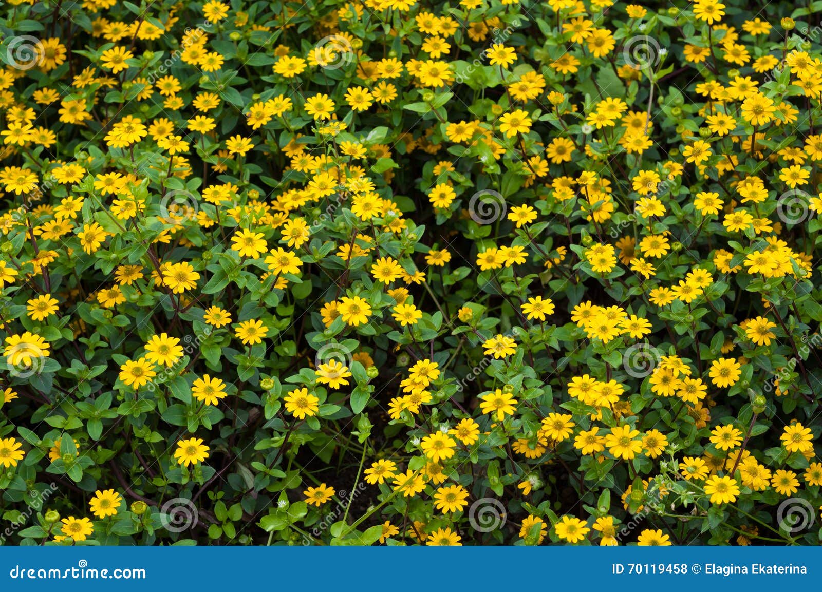 Kleine Gelbe Blumen Mit Grünen Blättern Stockfoto Bild von jahreszeit
