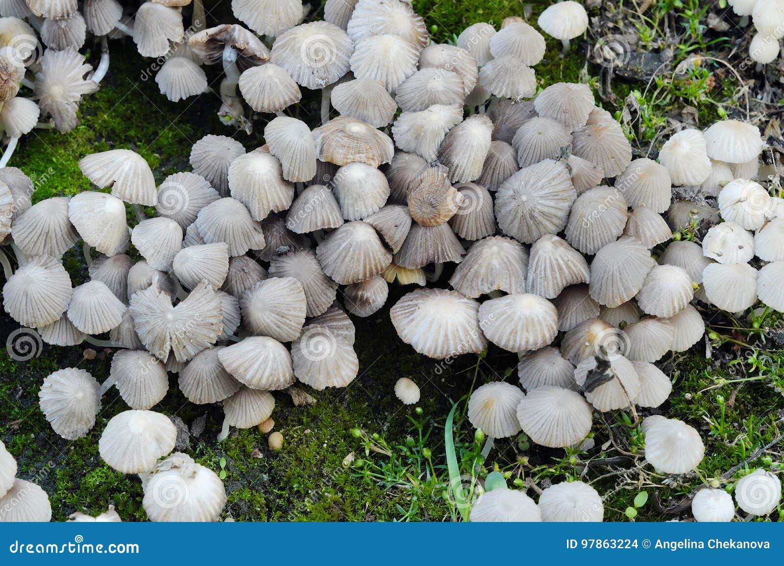 Kleine Graue Giftige Pilze Im Wald Stockfoto Bild von sommer