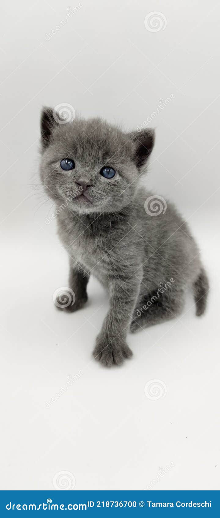 Kleine Graue Katze Mit Blauen Augen Stockfoto - Bild von nett, foto:  218736700