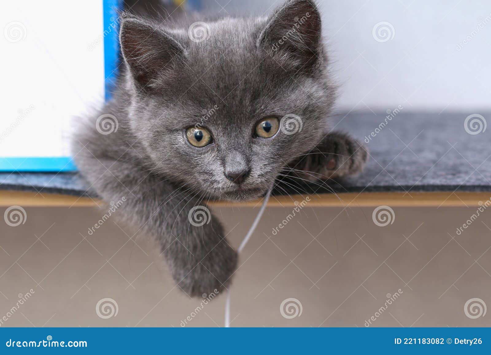 Kleine Kitten Met Gele Ogen. Kat. Stock Foto - Image of ogen, dier: 221183082