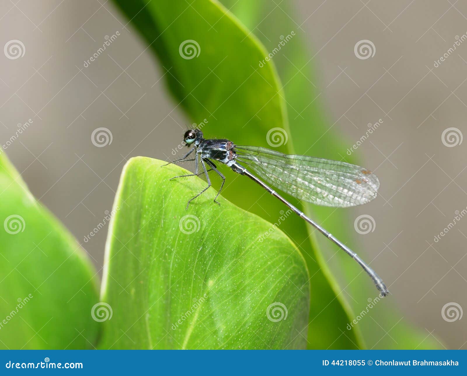 Bunte Libellen Gartenstecker - 3D Deko-Figuren Für Beet, Terrasse & Balkon