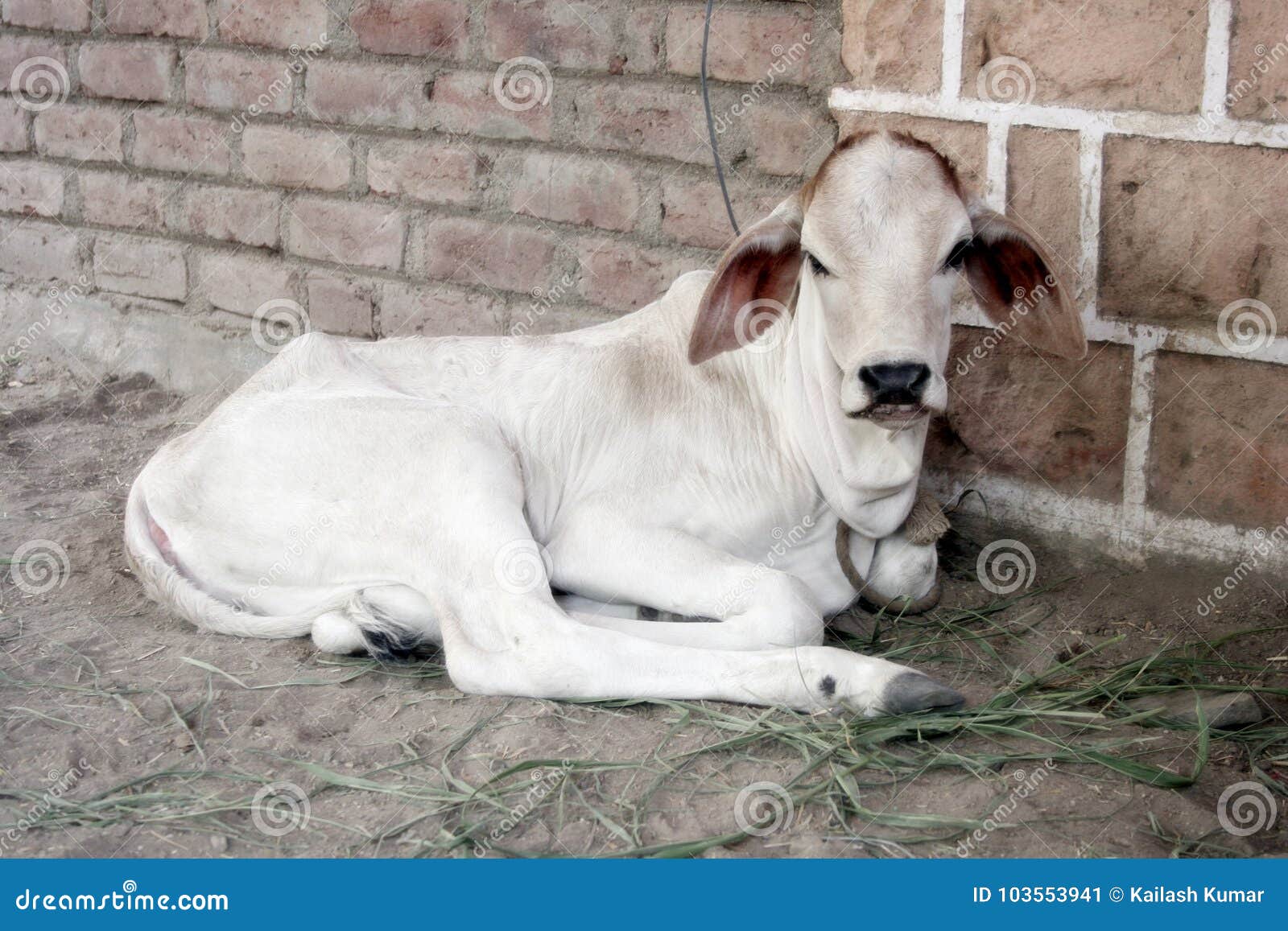 Kleine Kuh Stockbild Bild Von Kleine
