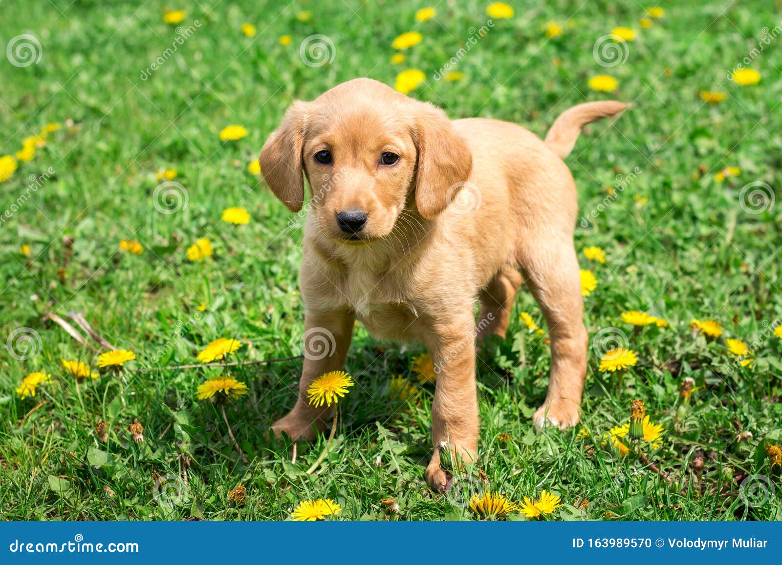 verhaal Steil vrijheid Kleine Lichtbruine Hond Op Het Gras Bij Zonnig Weer_ Stock Foto - Image of  sinaasappel, dier: 163989570