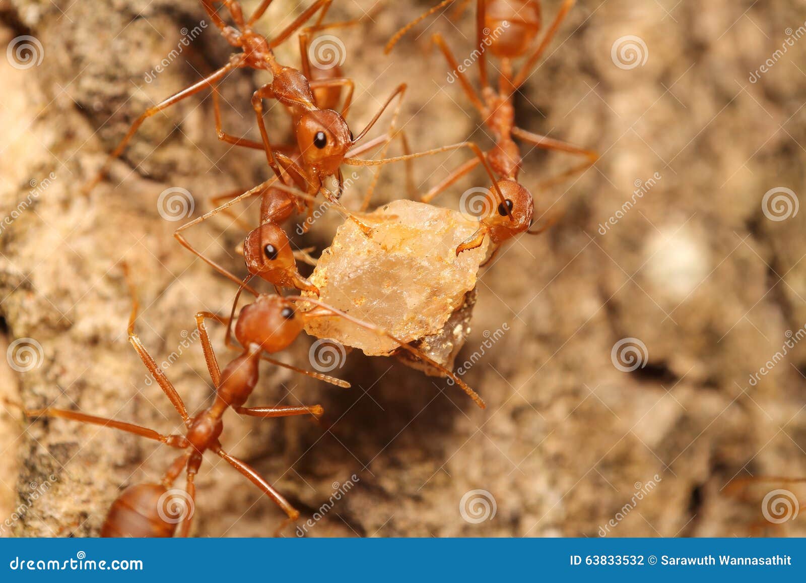 Kleine Rote Ameise Die An Baum Arbeitet Stockfoto Bild Von Ameise Rote 63833532