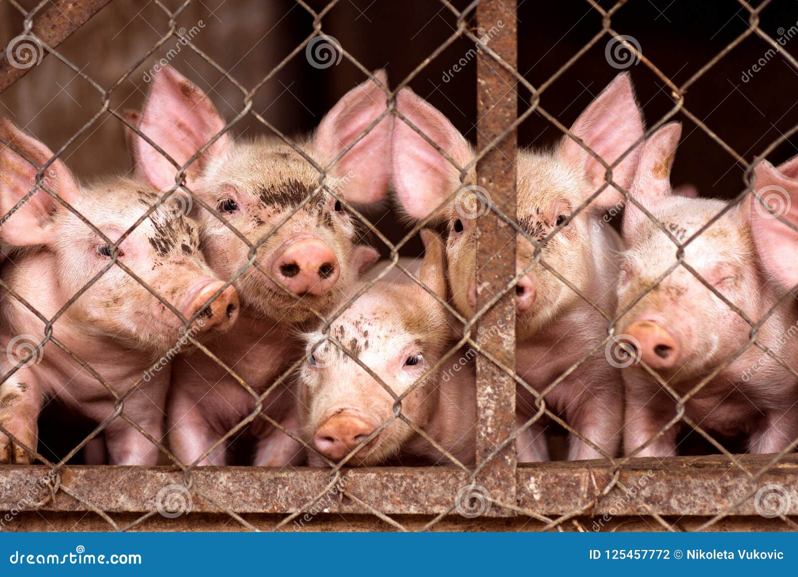 Kleine Schweine Im Schweinestall Stockfoto - Bild von Kleine Schweine Im Schweinestall Stockfoto - Bild von