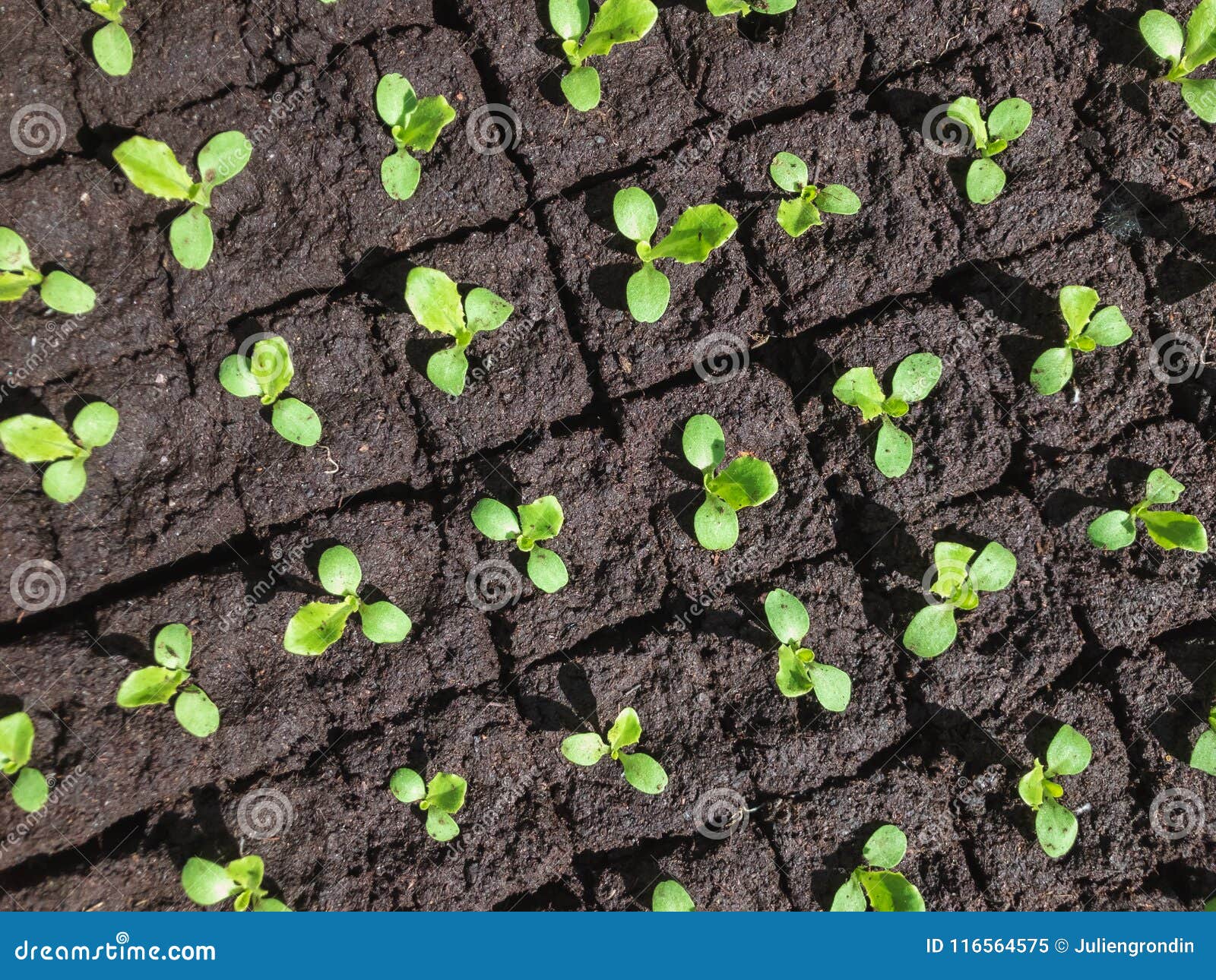 Kleine Sprösslinge Des Kopfsalates Stockbild Bild von kopfsalat