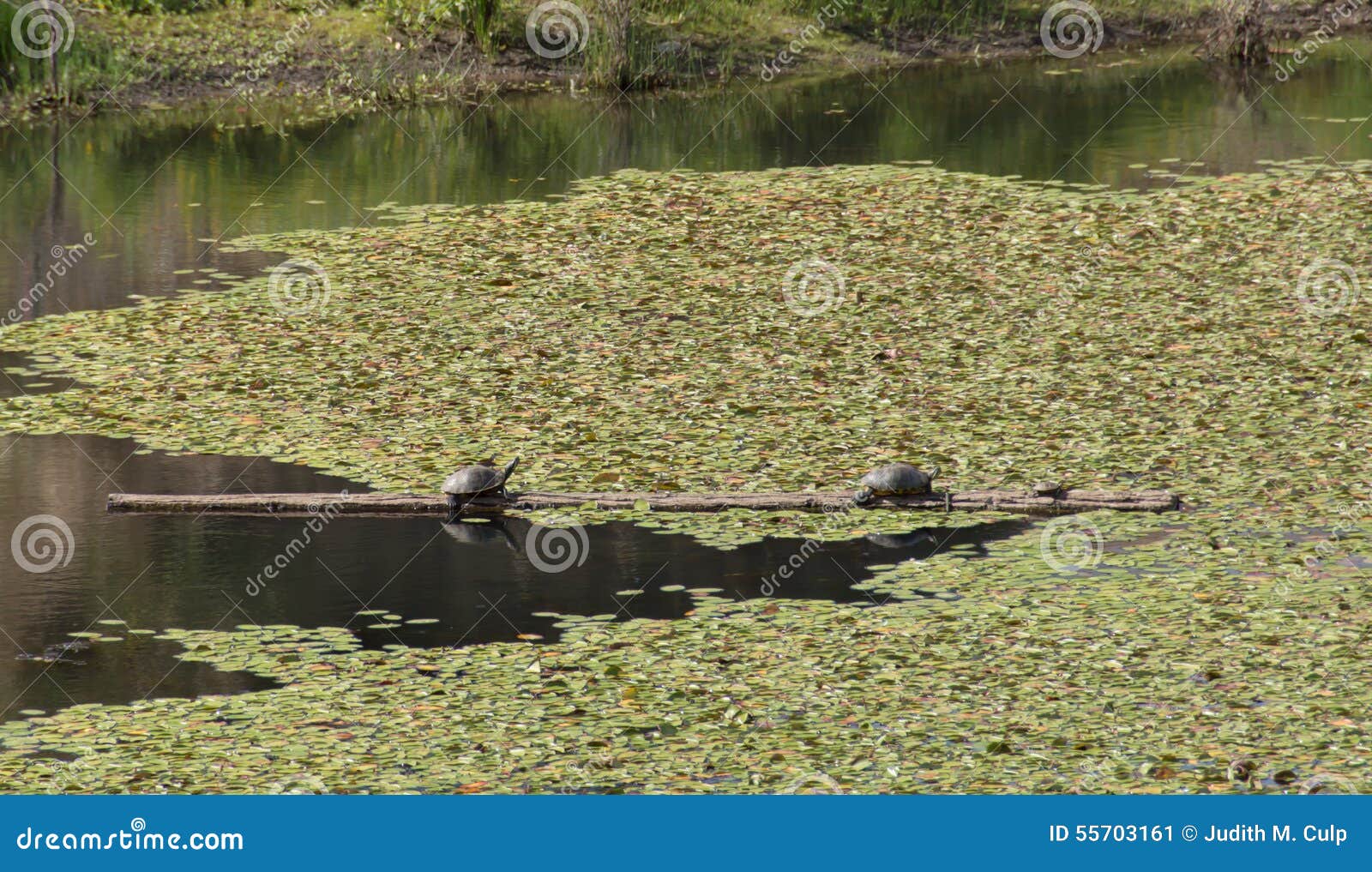 Kleine Travertine Auf Dem Teich Horizontal Stockbild Bild von