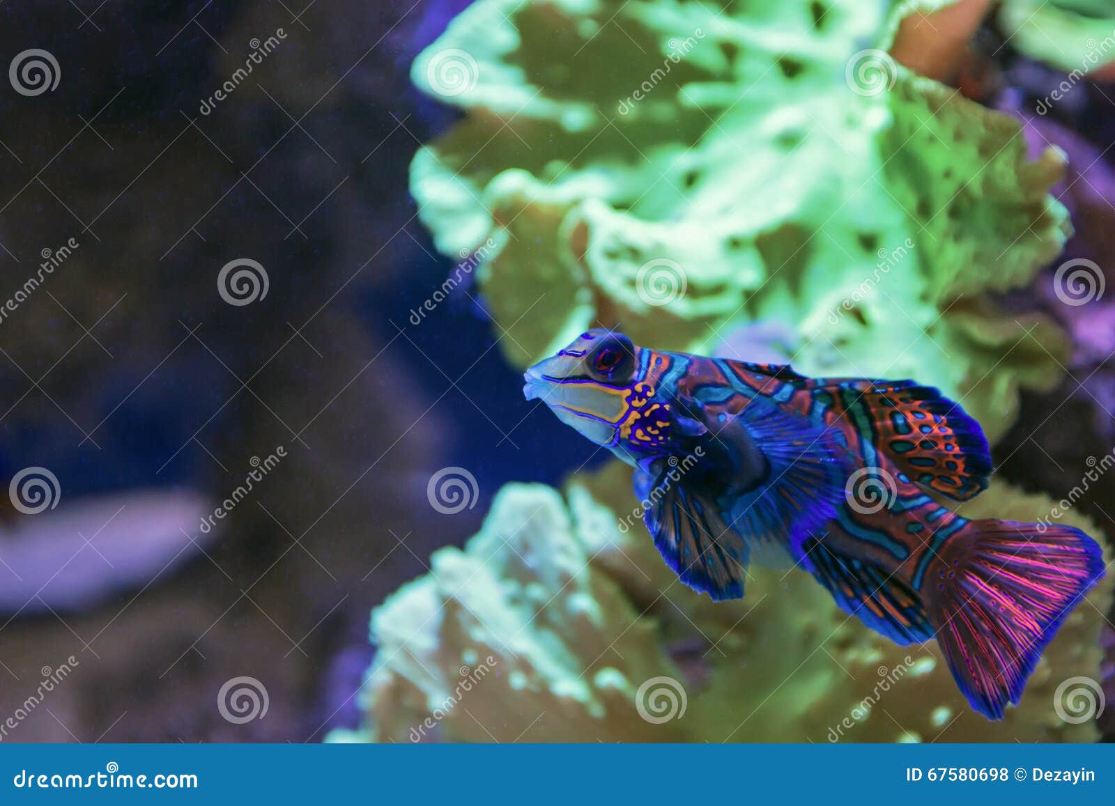 ziel Weggegooid Regeringsverordening Kleine Tropische Vissen Mandarinfish Stock Foto - Image of levendig, nave:  67580698