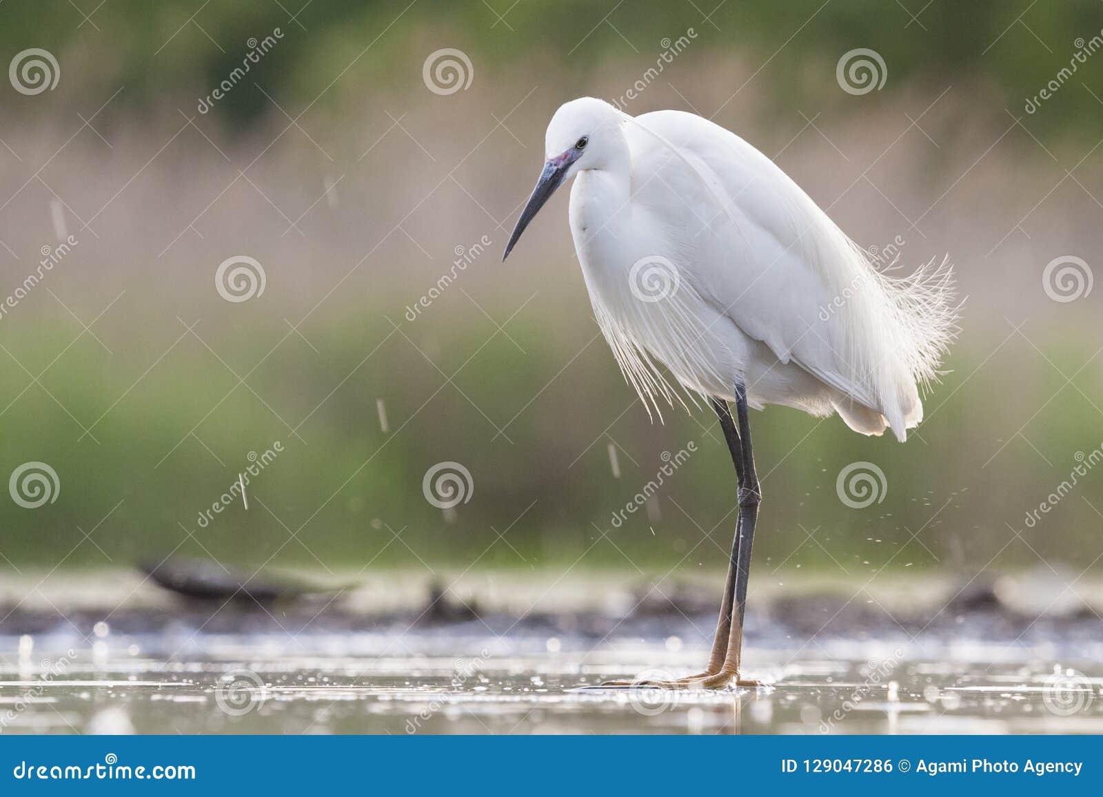 kleine zilverreiger, little egret, egretta garzetta