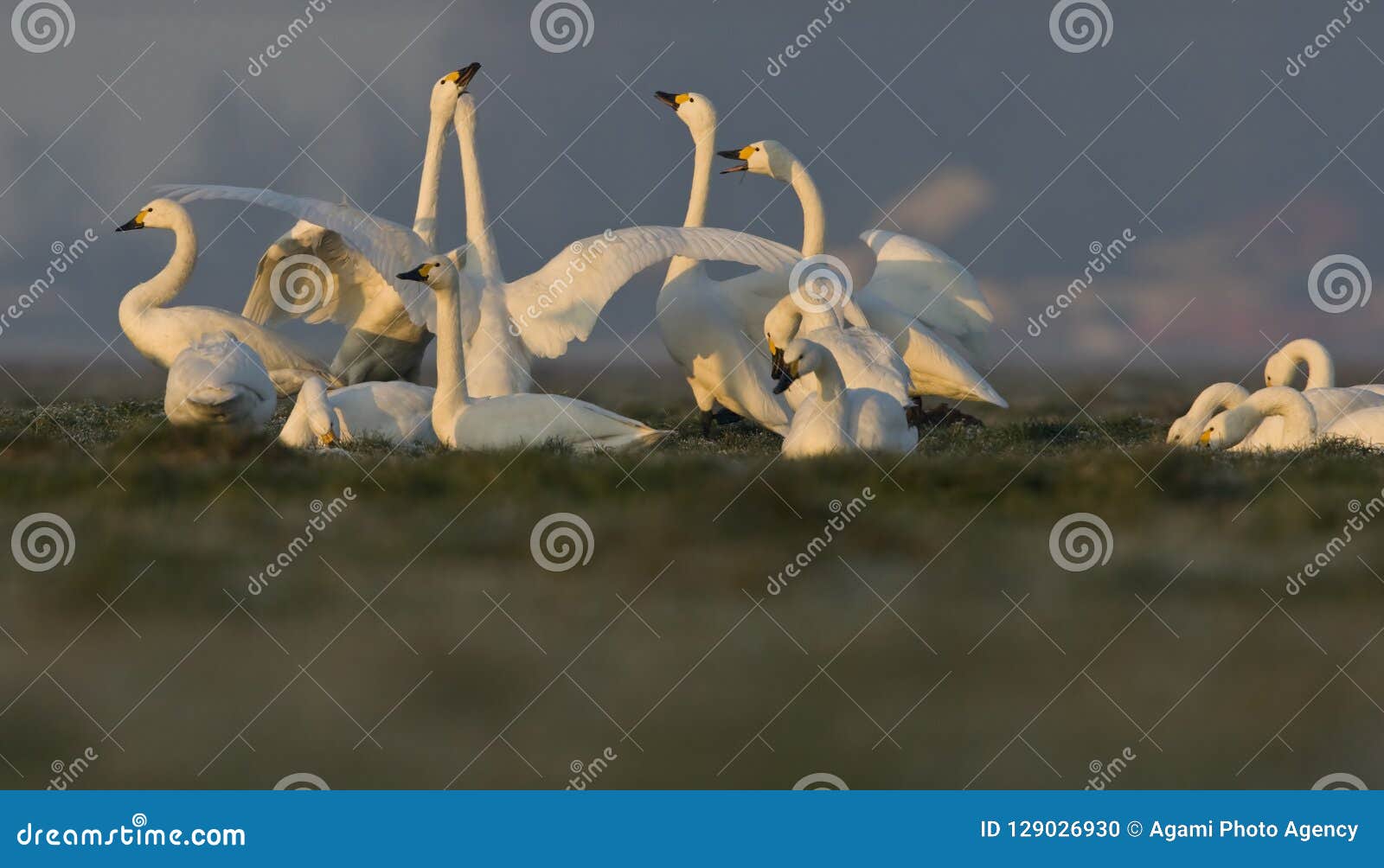 kleine zwaan, bewicks swan, cygnus bewickii