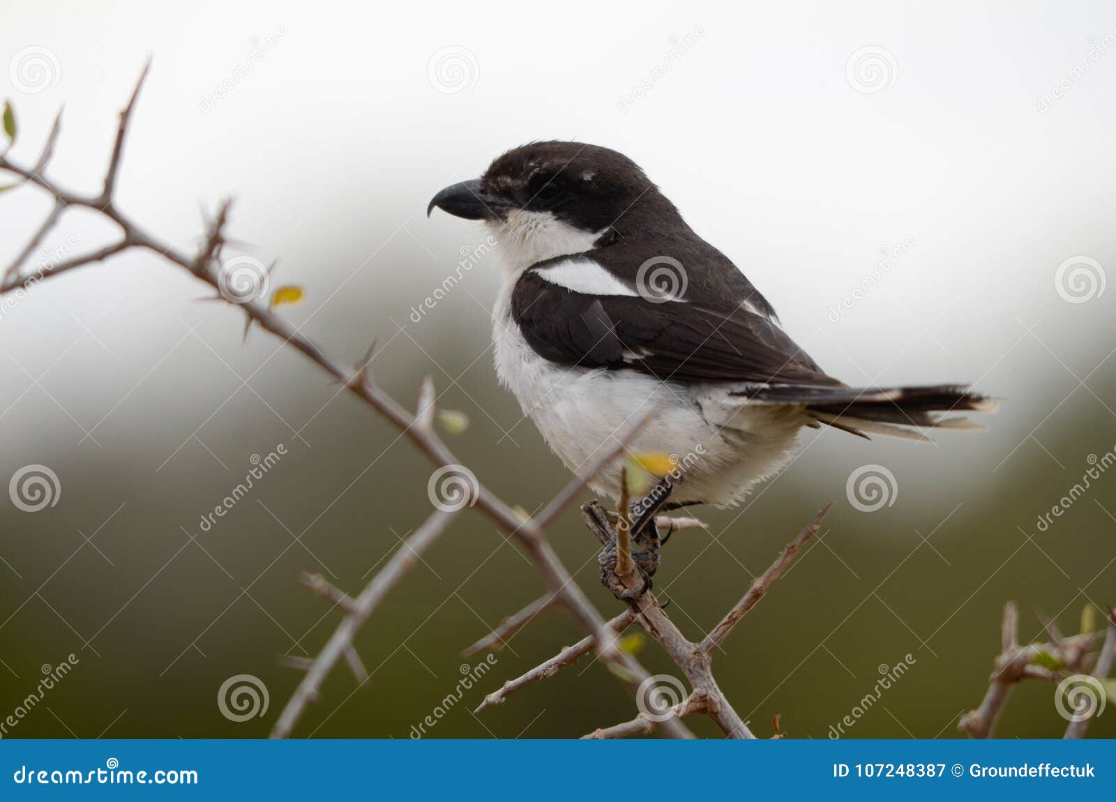 Kleine Zwart-witte Die Vogel Op Een Doornboom Wordt Stock Afbeelding - Image of topposities, zwart: 107248387