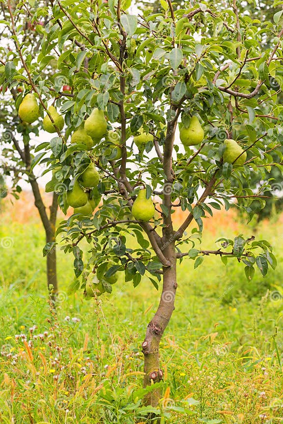 Kleiner Birnenbaum Füllte Mit Frucht Im Garten Stockfoto Bild von