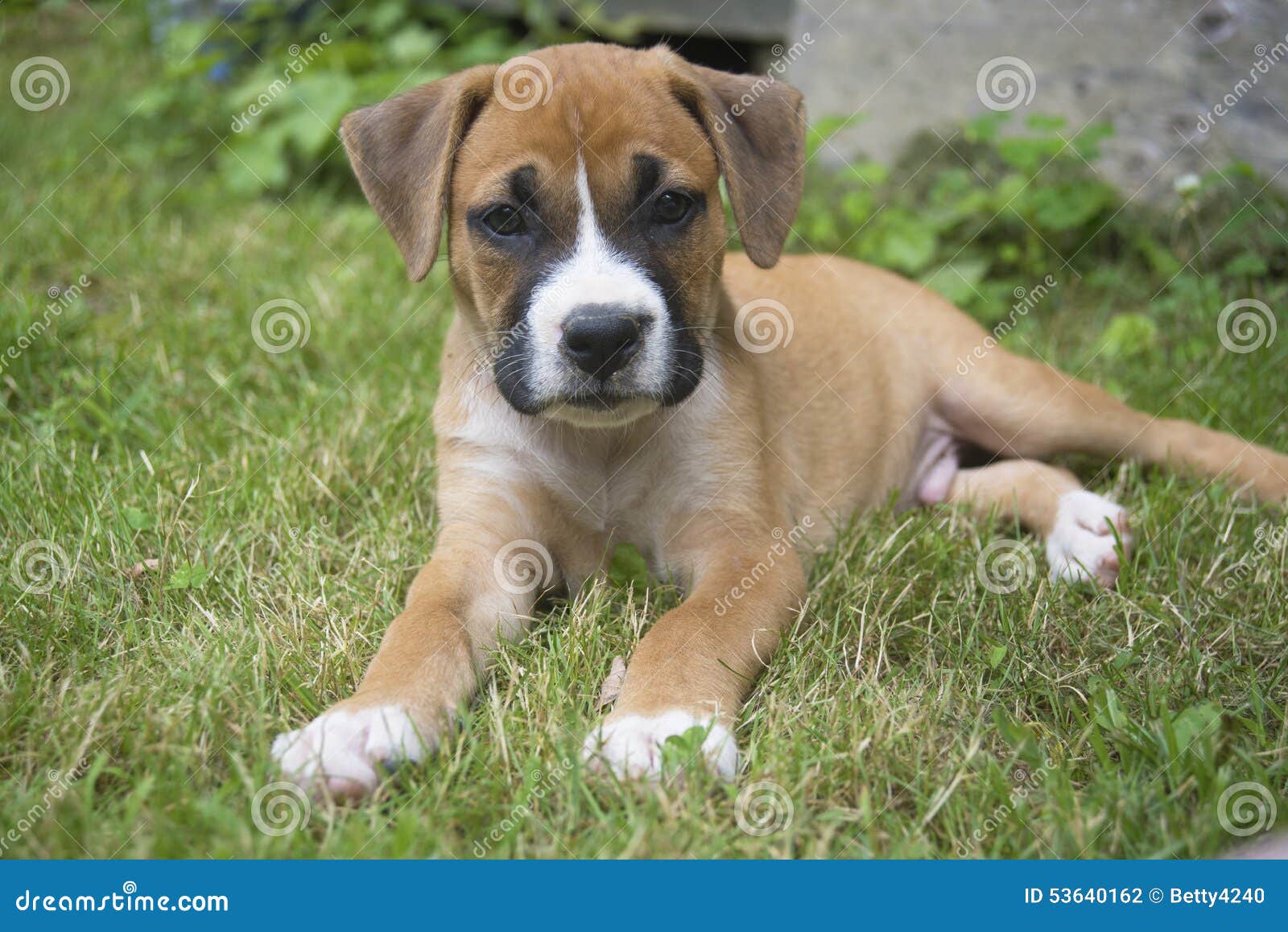 Kleiner BoxerWelpe, Der in Das Gras Legt Stockfoto Bild von gras, energie 53640162