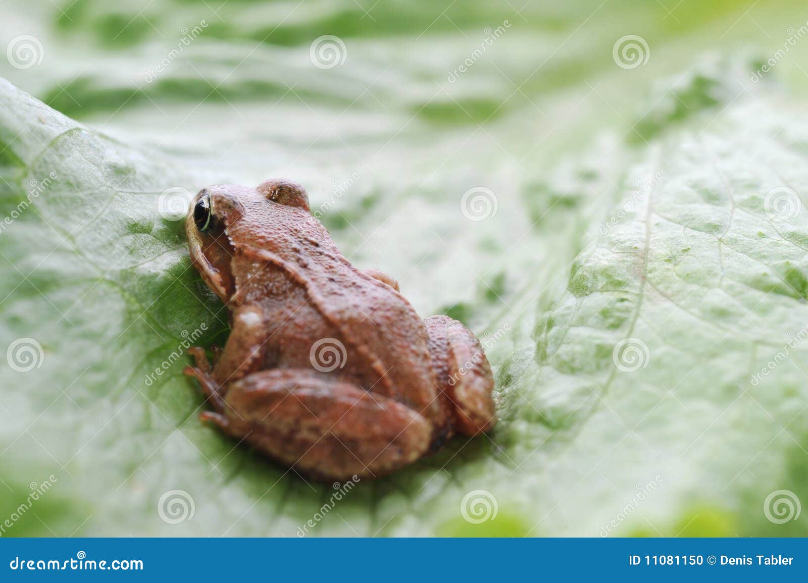 kleiner frosch sehr nah oben stockfoto  bild von bild