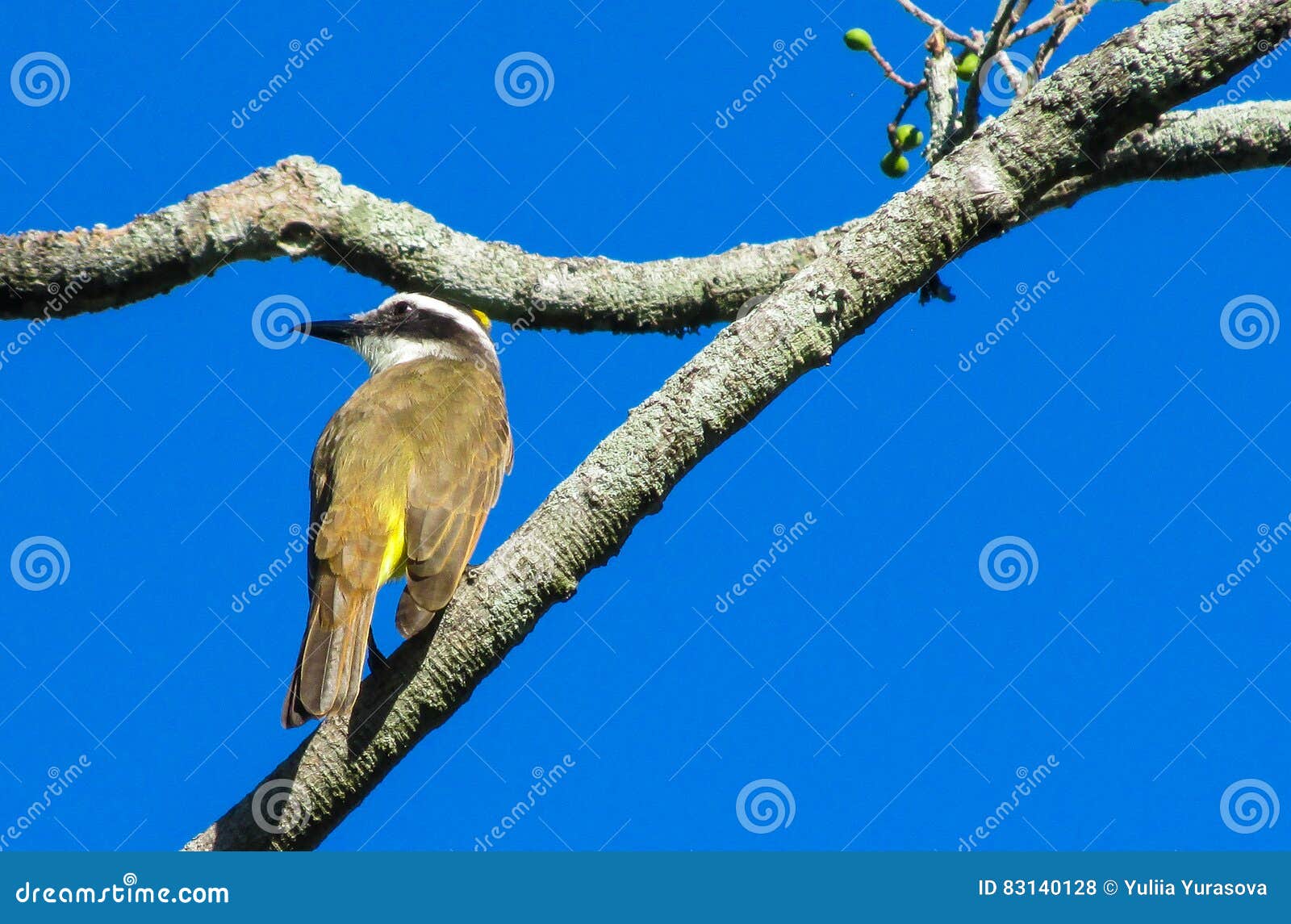 Kleiner Gelber Vogel Auf Dem Baum Stockfoto Bild von