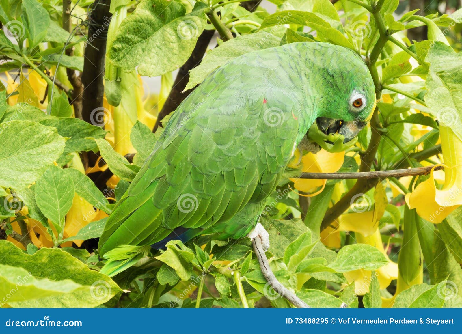 Gruener Vogel Im Garten Garten Design Idee Fotos
