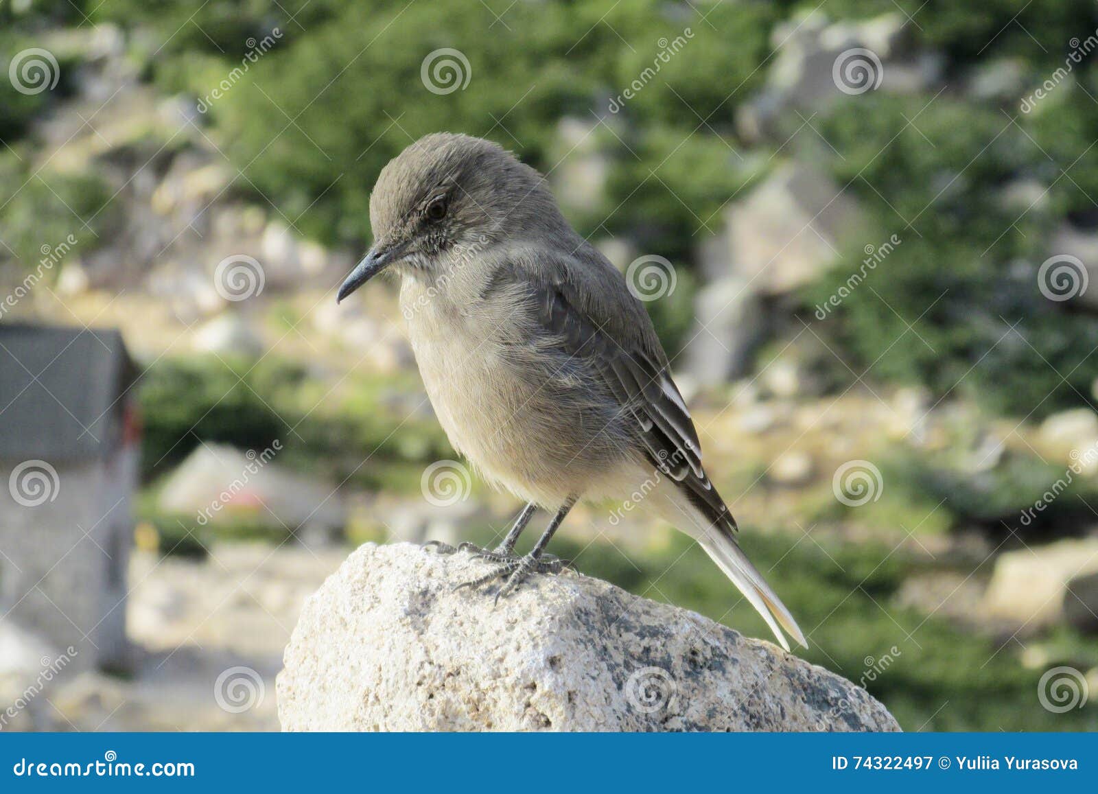 Kleiner Grauer Vogel Auf Grunem Gras Stockbild Bild Von Vogel Gras