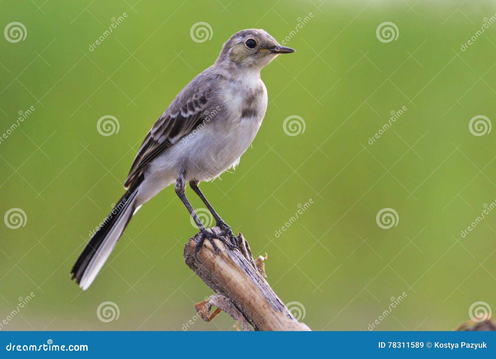 Kleiner Grauer Vogel Mit Einem Grunen Hintergrund Stockbild Bild Von Grauer Hintergrund 7115