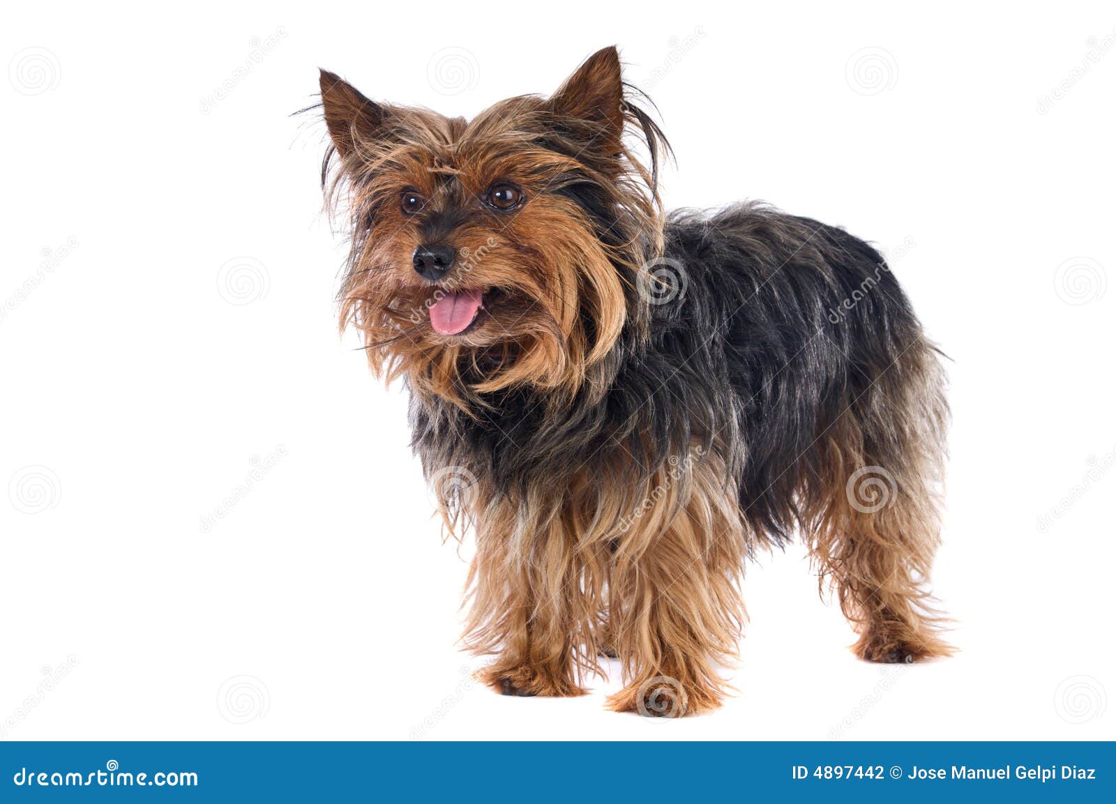 Kleiner Hund stockfoto. Bild von junges, tier, brut, braun 4897442