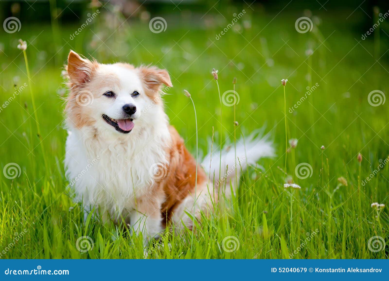 Kleiner Hund auf dem Rasen stockbild. Bild von gras, jung 52040679