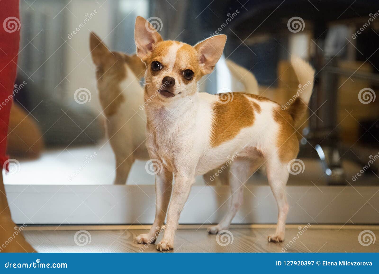 Kleiner Hund, Der Nahen Spiegel Steht Chihuahuahund Spiegelreflexion