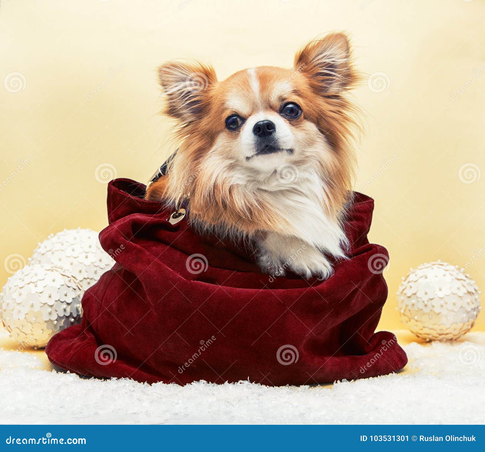 Kleiner Hund in der Tasche stockbild. Bild von verlassen 103531301