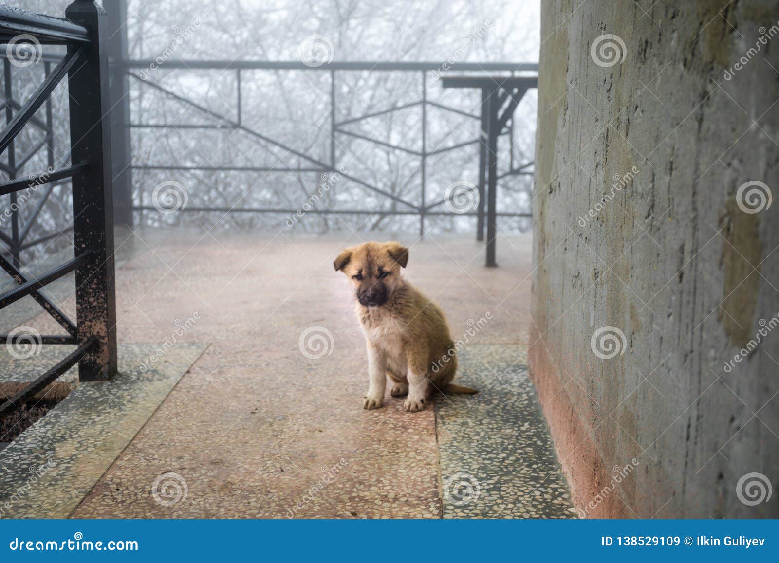 Kleiner Hund Des Wilden Welpen, Der Auf Steinboden Sitzt Des Im Freien
