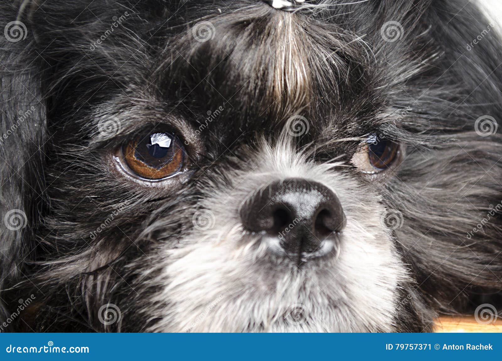 Kleiner Hund Mit Der Traurigen Schnauze Stockbild Bild von recht