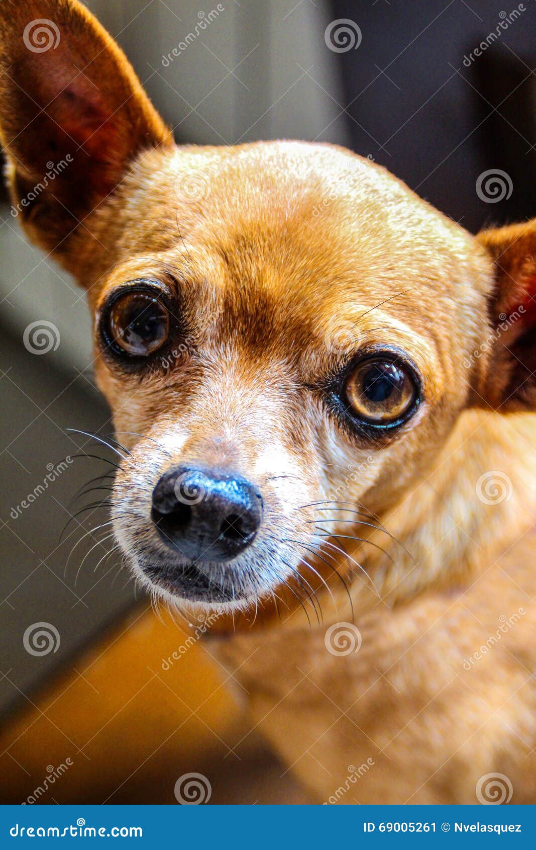 Kleiner Hund Mit Großen Augen Stockbild Bild von d0, augen 69005261