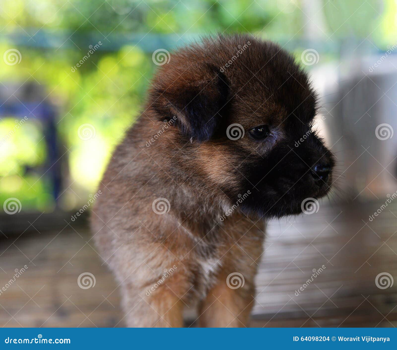 Kleiner Hund nett stockfoto. Bild von wenig, haustier 64098204