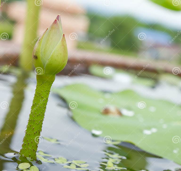 Kleiner Lotos im Teich stockbild. Bild von schule, kunst 24896829