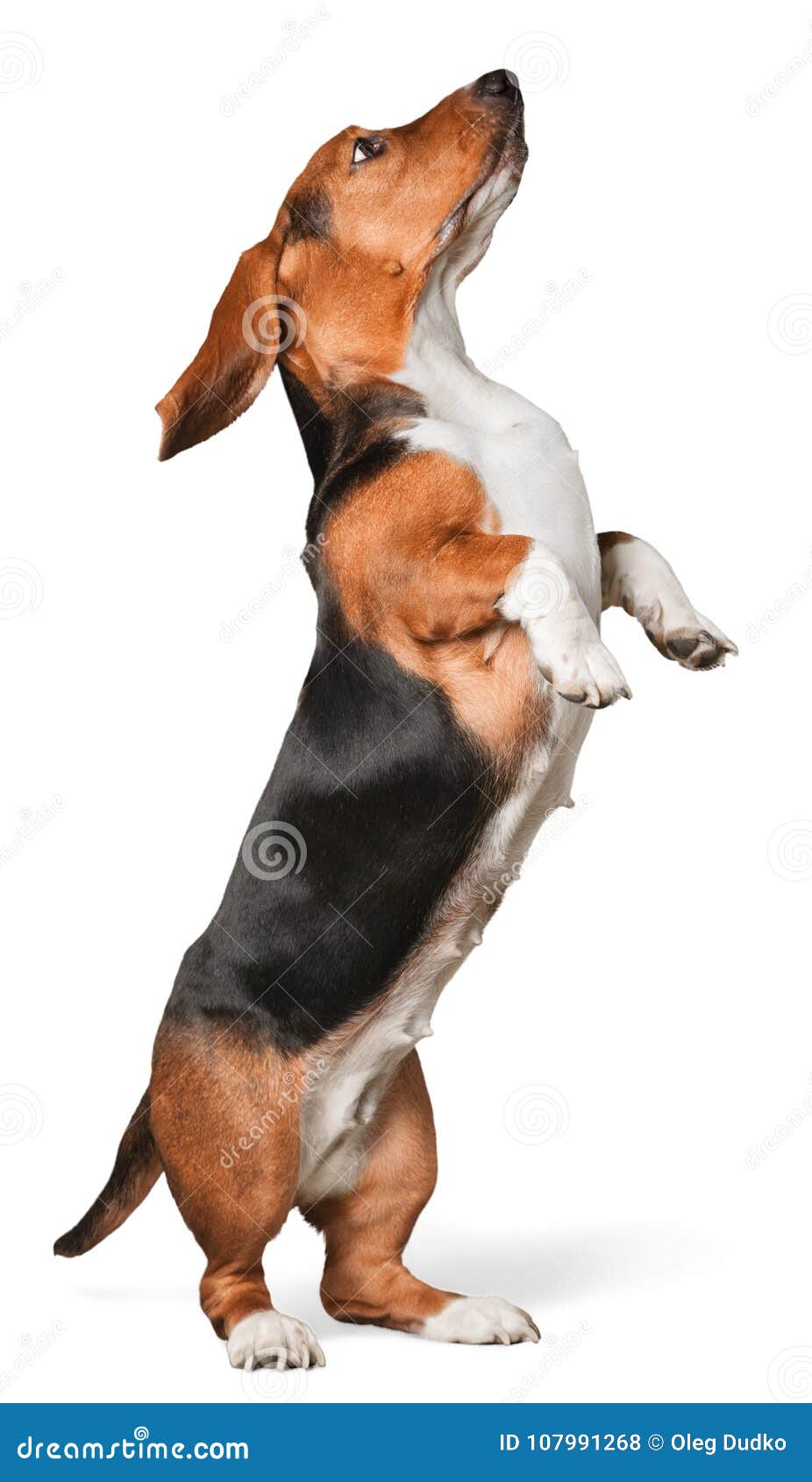 Kleiner Netter Hund, Der Auf Zwei Hinteren Tatzen Lokalisiert Steht