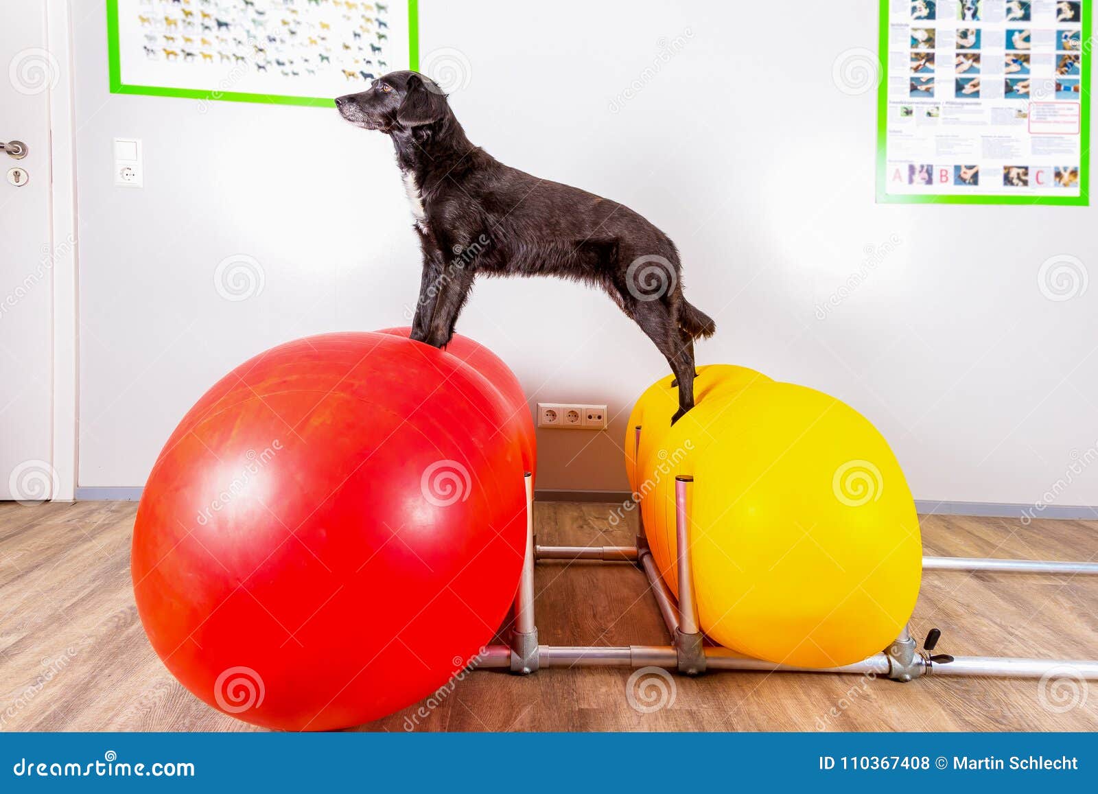 Kleiner Schwarzer Hund In Der Physiotherapie Stockfoto Bild von
