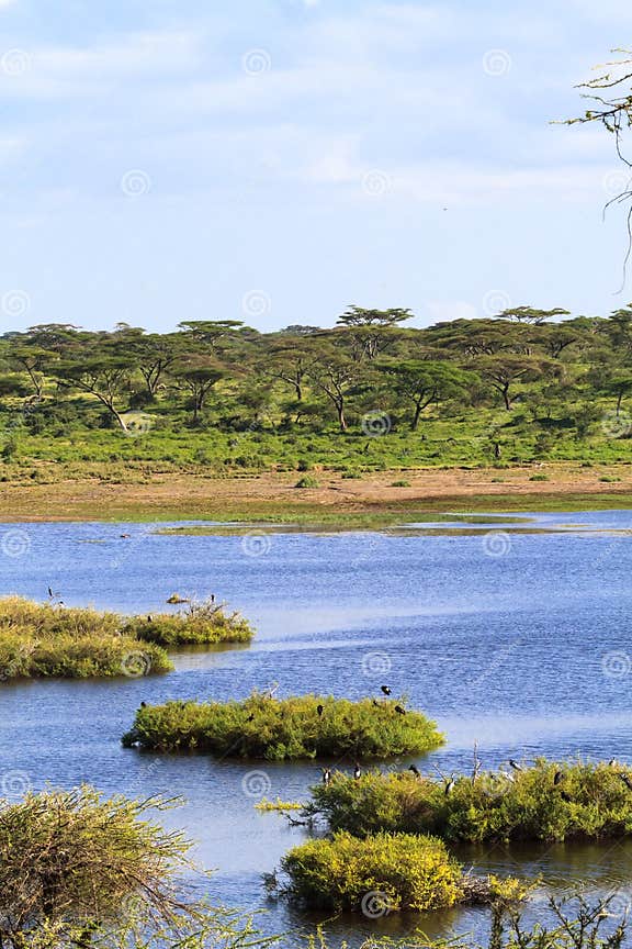 Kleiner Teich in Der Savanne Tanzania, Afrika Stockfoto Bild von