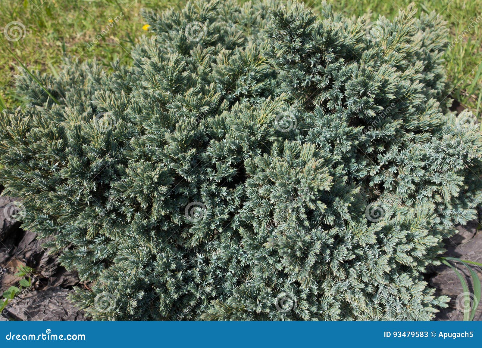 Kleiner Zapfentragender Immergruner Strauch Von Juniperus Squamata Stockbild Bild Von Flora Botanik 93479583