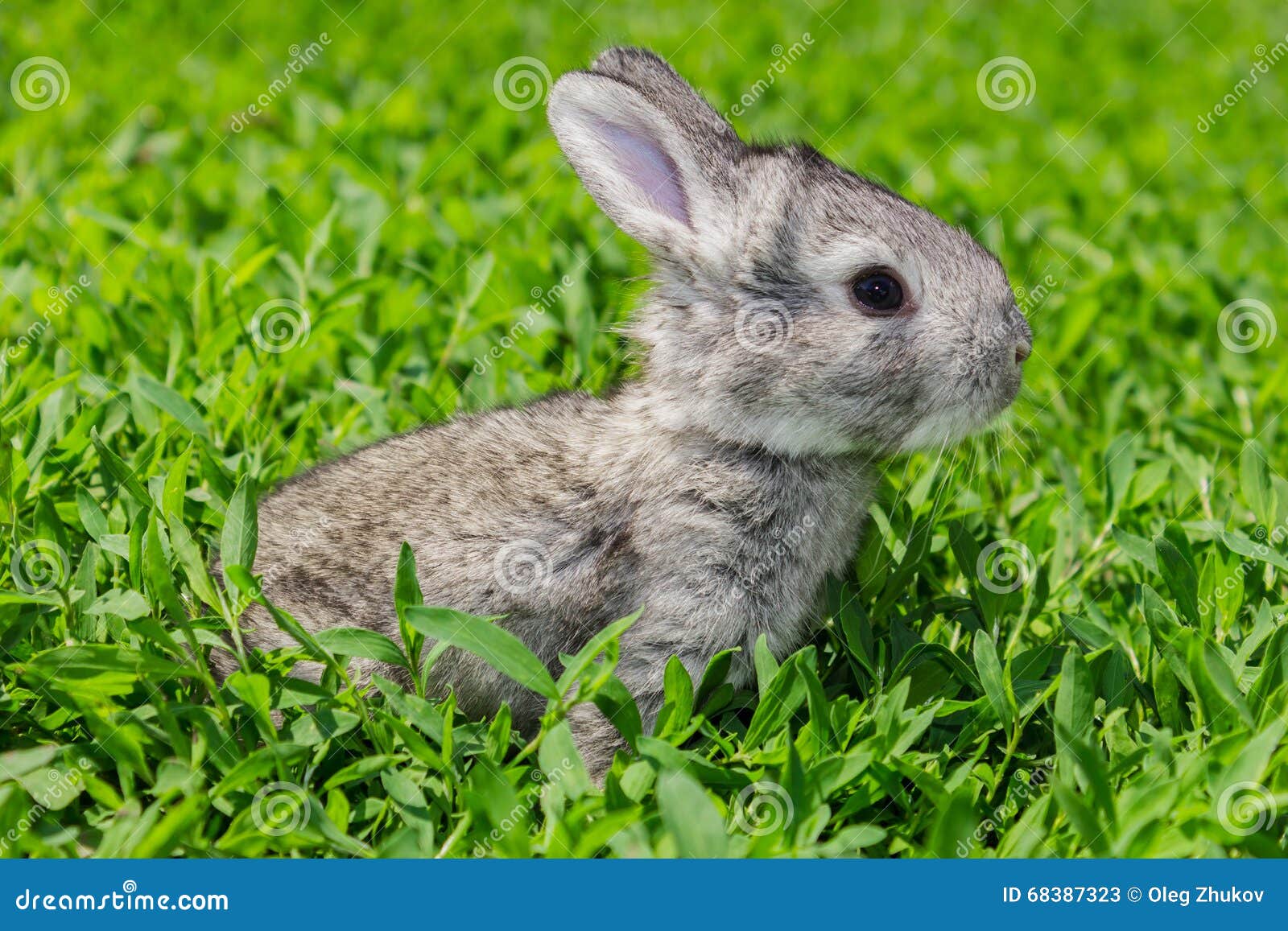 Kleines graues Kaninchen auf dem grünen Rasen. Sonniger Tag des kleinen grauen Kaninchens auf dem grünen Rasen