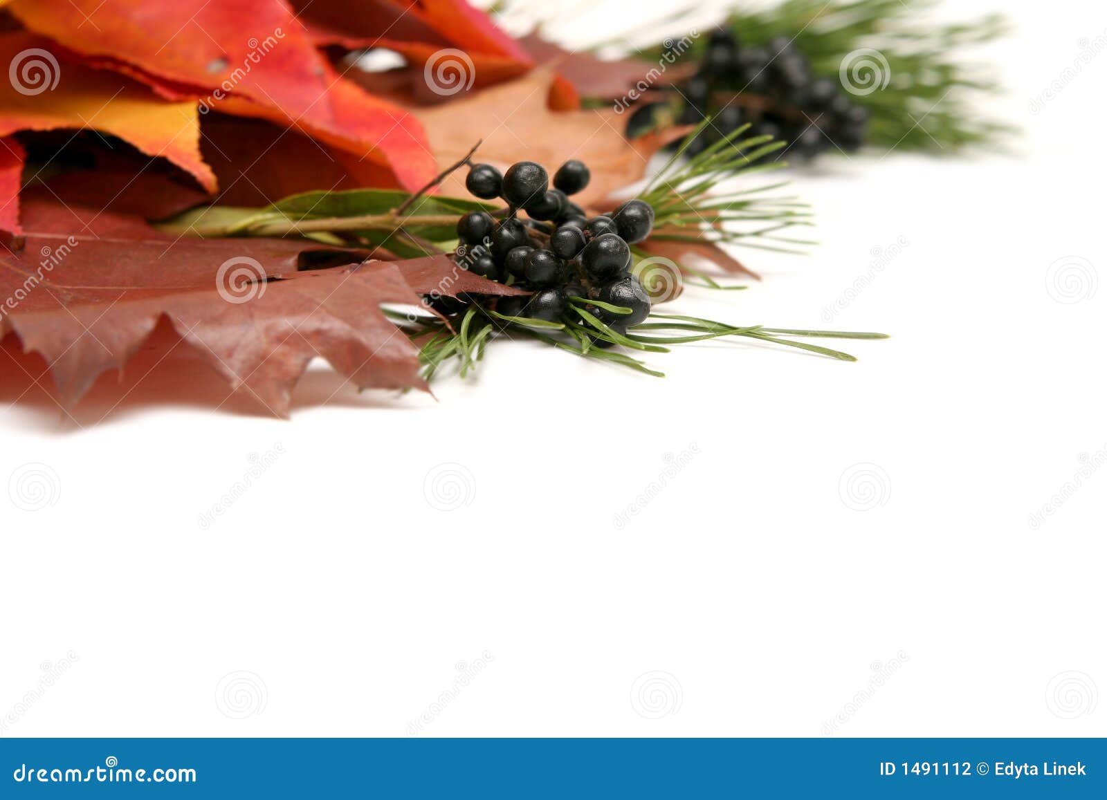 Kleurrijke bladeren. De bladeren van de herfst op witte achtergrond