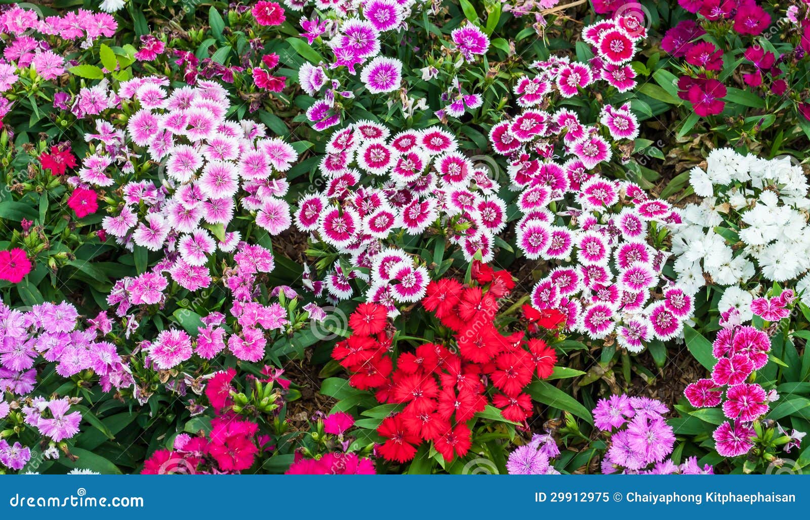 De Bloem van Dianthus stock afbeelding. Image of botanisch - 29912975