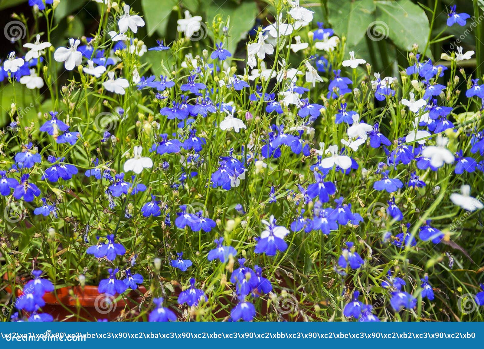 Kleurrijke Lobelia-bloem in De De Zomertuin Stock Foto - Image of blauw ...