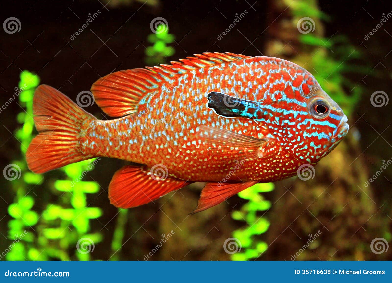 Kleurrijke Vissen stock foto. Image zwemmer, aquarium - 35716638
