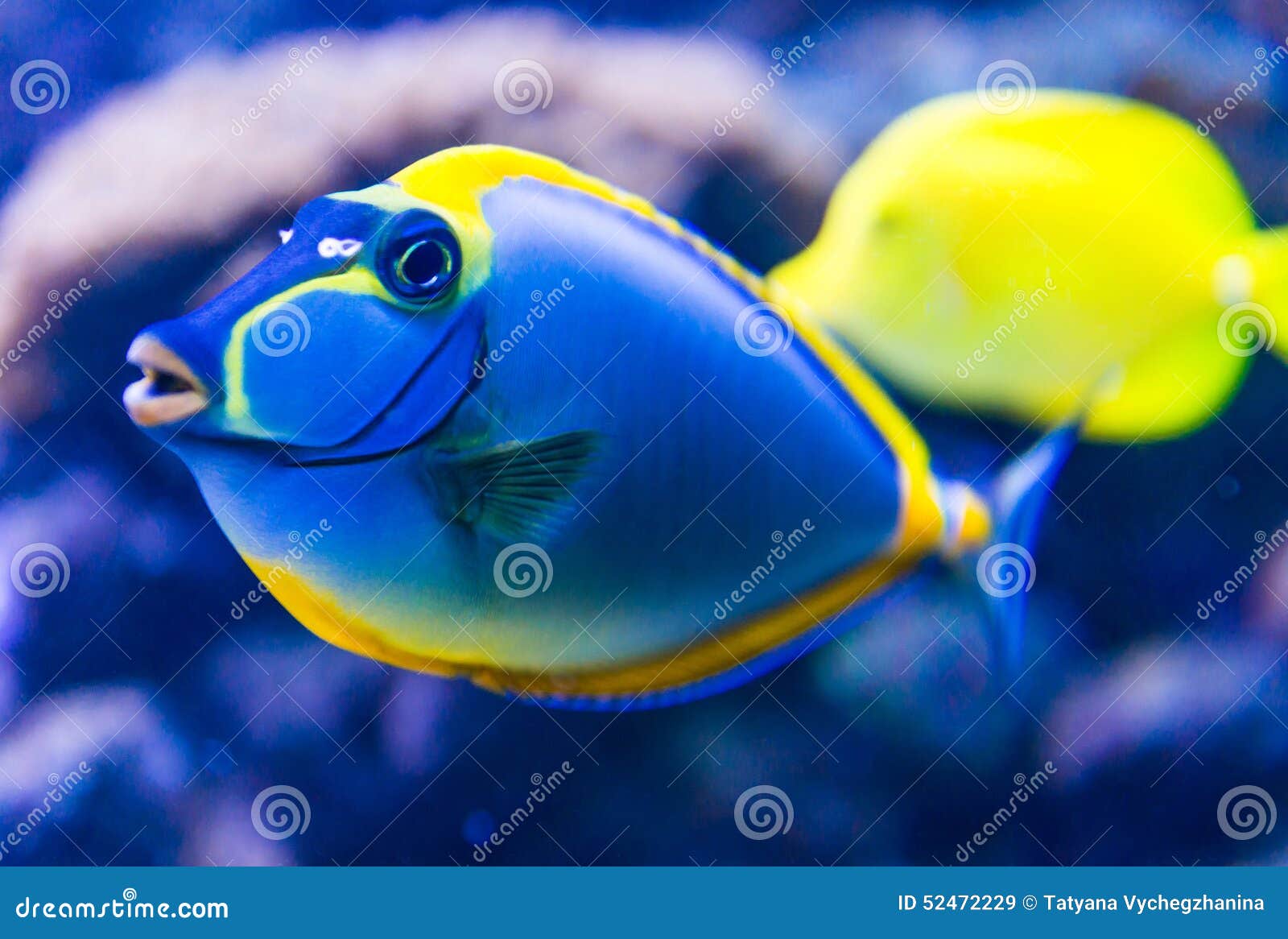 Kleurrijke in Aquarium - Image buiten, klimaat: 52472229