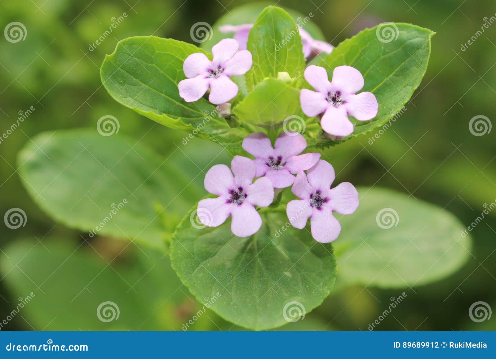 klipkersie flowers - teedia lucida rudolphi