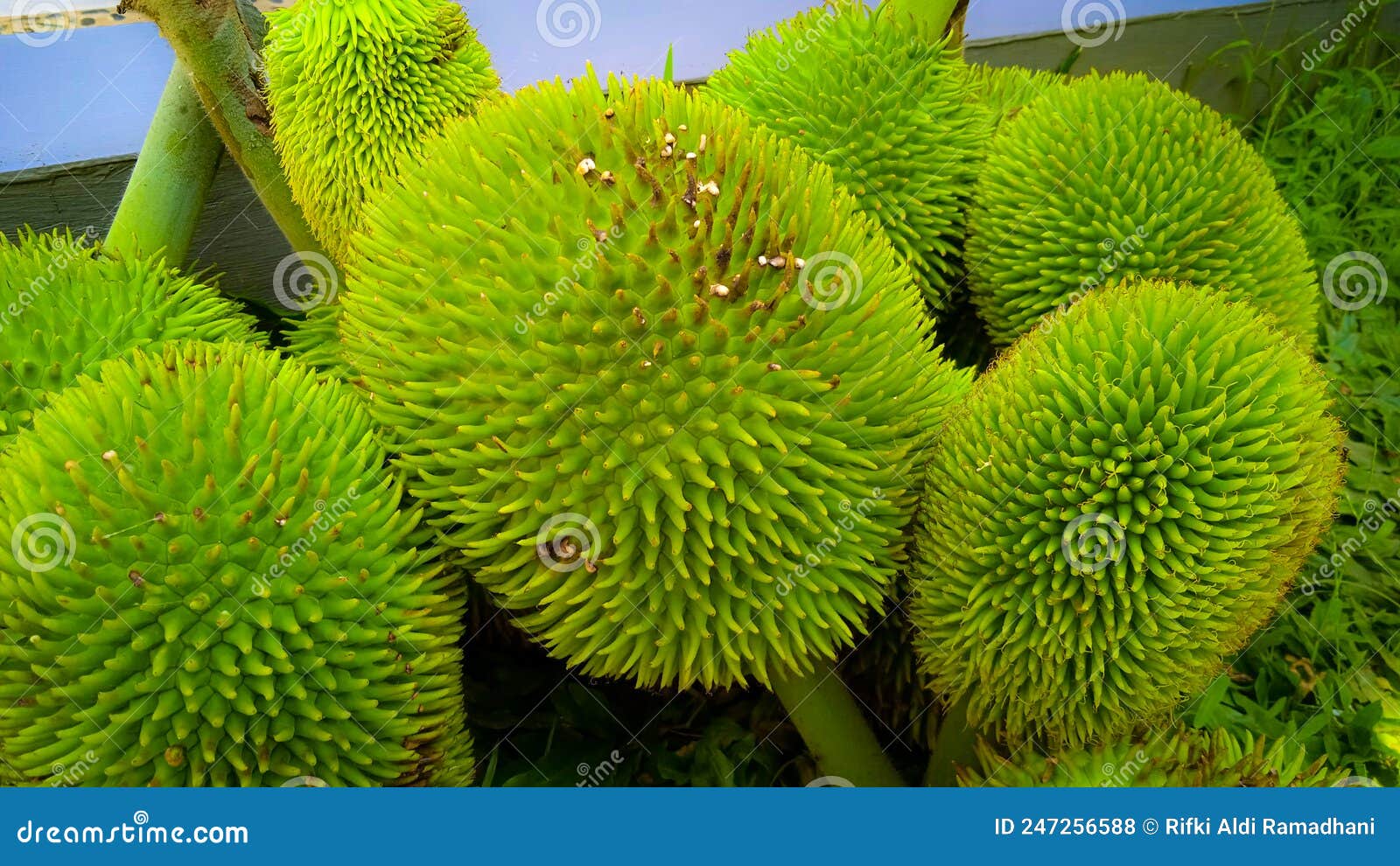 kluwih fruit (artocarpus camansi)
